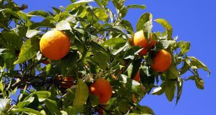 naranjas